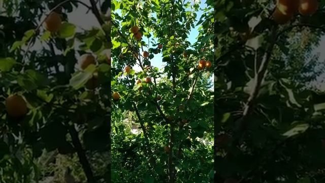 абрикосы Краснощёкий и Робада смотреть онлайн