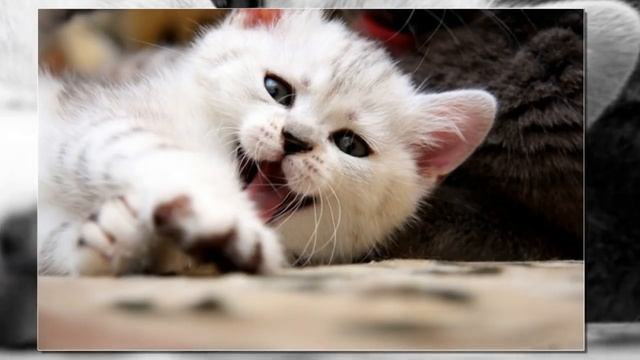 Как моя кошка довела людей в очереди до истерического смеха и напугала таксиста! И смех и грех! смотреть онлайн