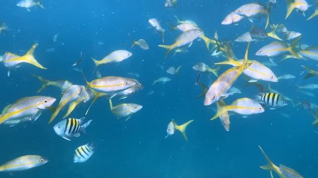 The Most POPULAR Fish in the Florida Keys - Yellowtail Snapper Fishing Frenzy смотреть онлайн