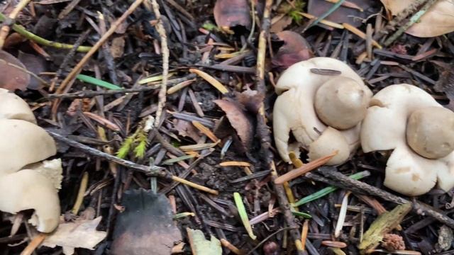 Geastrum fimbriatum, August 8, 2023 смотреть онлайн