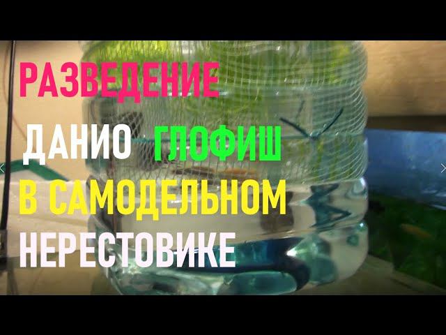 Разведение ДАНИО ГЛОФИШ в пятилитровой пластиковой банке. Самодельный нерестовик для ДАНИО. смотреть онлайн