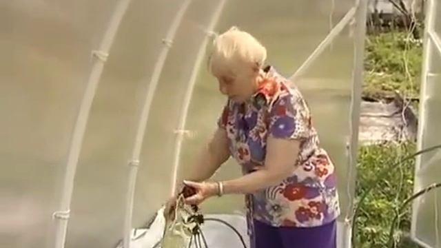 Теплица Посадка помидоров без лишних хлопот Хороший урожай томатов СОВЕТЫ смотреть онлайн