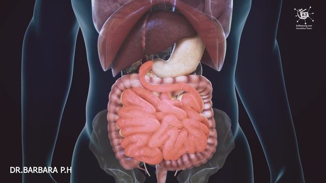 How does your body turn food into the poo Human digestion system in human beings|English subtitle смотреть онлайн