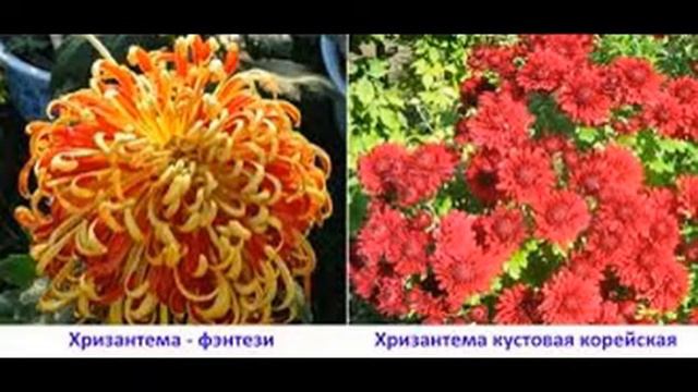 ВИДЕО ПОСВЯЩЁННОЕ ХРИЗАНТЕМАМ! смотреть онлайн