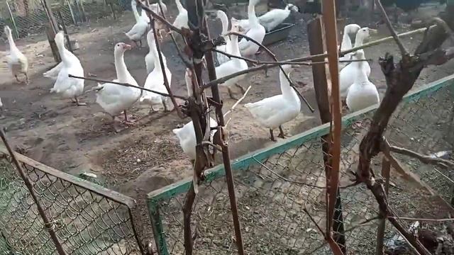 Чтобы куры радовали яйцом ?Без проверки никак?только такая позиция смотреть онлайн