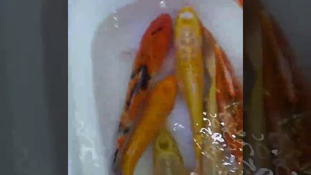 Породные карпы кои в зоомагазине Дельфин смотреть онлайн