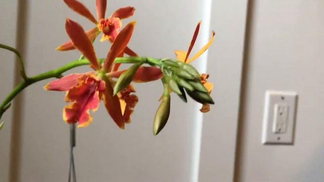Eplc Volcano Trick ‘Paradise’ Orchid смотреть онлайн
