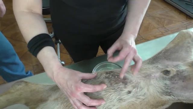 Remove mangoworms from dog - Remove mango worms from dog skin Удалите манговых червей с кожи собаки смотреть онлайн