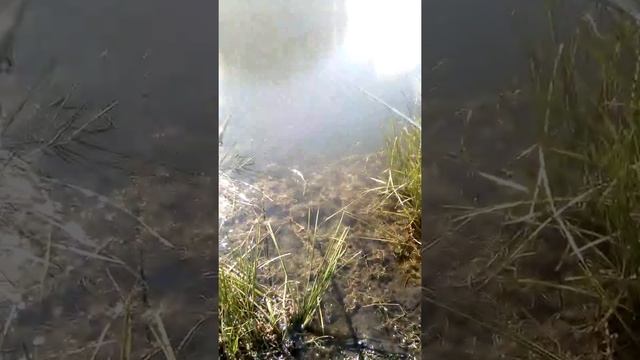 Рыбалка с Миханом в совхозе Воробьёвском смотреть онлайн