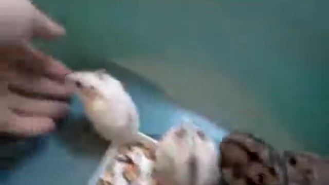 хомяки 1 месяц смотреть онлайн