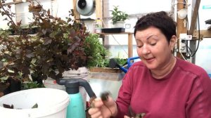 Зелёное черенкование пузыреплодника, спиреи 25.06