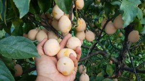 Слива Золотая Капля