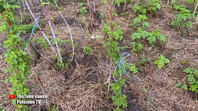 Малина засыплет вас ягодами с ног до головы, если весной насыпать это в малинник смотреть онлайн