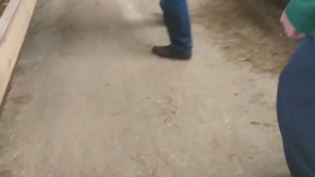 ОГРОМНЫЙ БЫК ТРЁХ ГОДОВАЛЫЙ ЧЕРНО ПЕСТРОЙ ПОРОДЫ смотреть онлайн