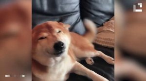 Собака бабака