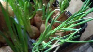 КАК ХРАНИТСЯ ЛУК  ЭКСИБИШЕН.