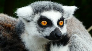 «Злые духи» с острова Мадагаскар. Интересные факты о лемурах