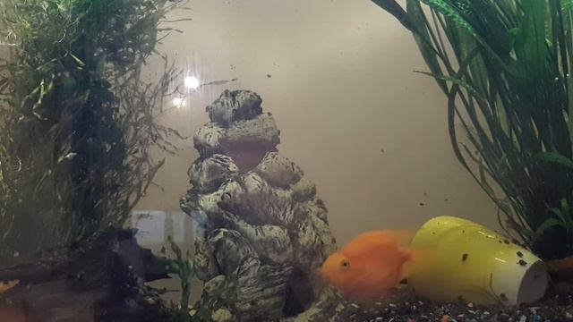 А КОГО ЖДЕТЕ ВЫ? Мудрость достойная памяти. смотреть онлайн