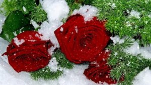 Футаж. Цветы на снегу 35  Footage. Flowers in the snow 35