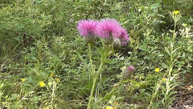 НЕМНОГО БОТАНИКИ: Серпуха