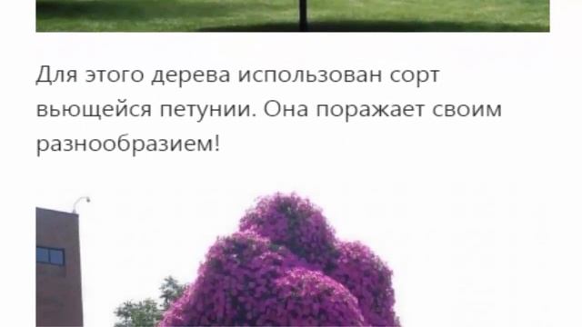 Клумбы в виде дерева смотреть онлайн