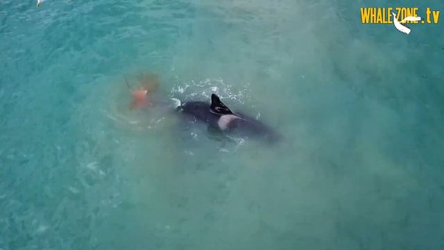Ecotypes of Killer Whales (orcas)? | WHALEZONE.TV S3E3 смотреть онлайн