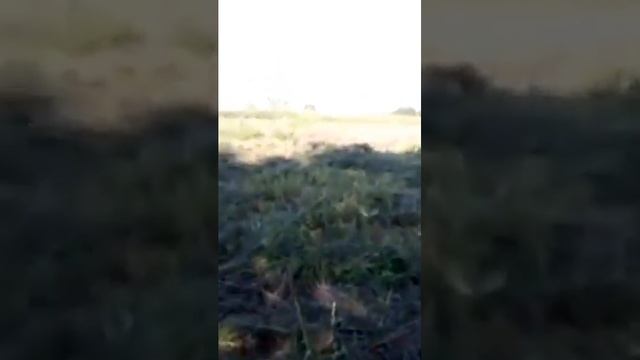 Мотоблок Скаут с граблями Солнышко. смотреть онлайн