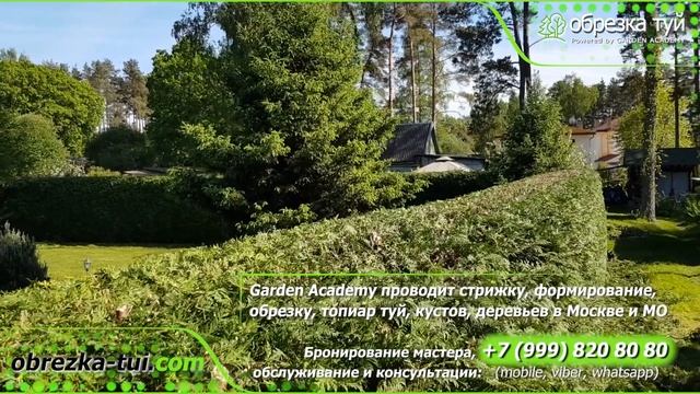 Стрижка туй и обрезка туй заказать по тел. +79990008108 смотреть онлайн