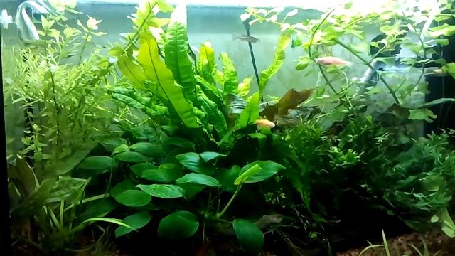 Фито свет в аквариуме. Експеремент. Светодиодные ленты смотреть онлайн