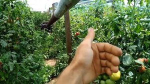 Важно! Расположение теплицы и посадок относительно сторон света