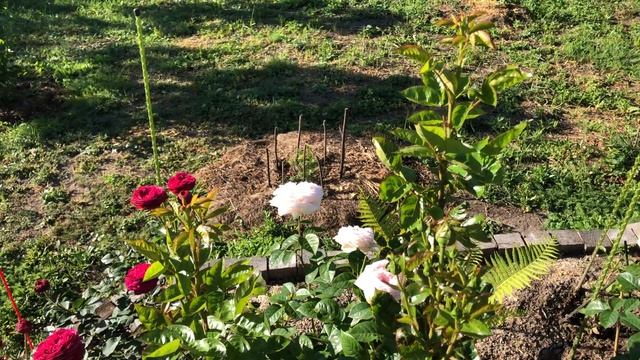 Роза Мадам Анизетт смотреть онлайн