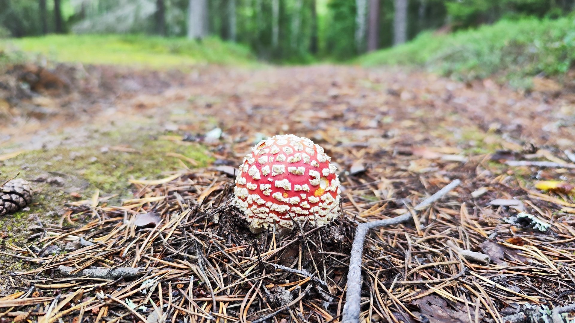 Маленький отпуск 2024 #3. За грибами! смотреть онлайн