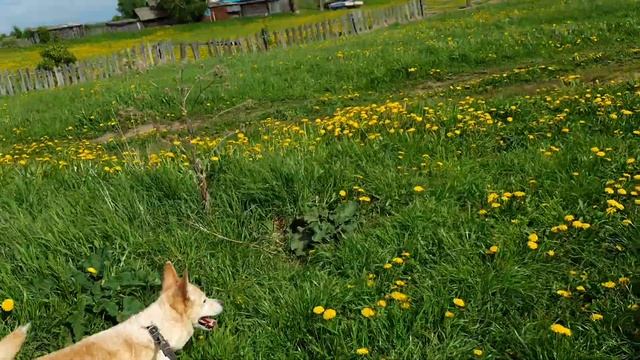 История появления собаки Умки в семье Наговицыных смотреть онлайн