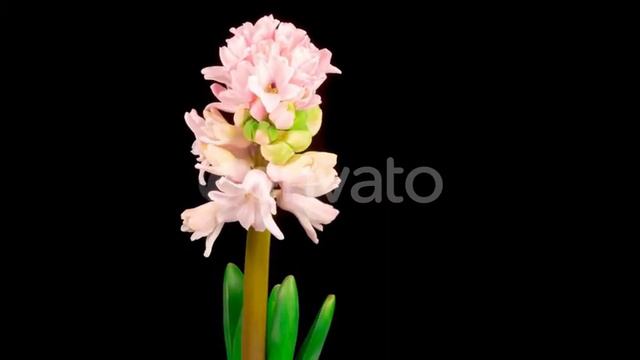 Growing and Opening Pink Hyacinth Flower on Black Background | Stock Footage - Envato elements смотреть онлайн