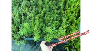 Какие сорта хвойных я взял на размножение? Краткий обзор теплицы.