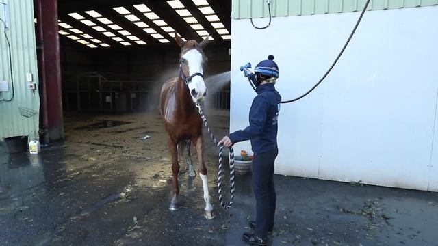 Halloween Pumpkin Hunt - The Count смотреть онлайн
