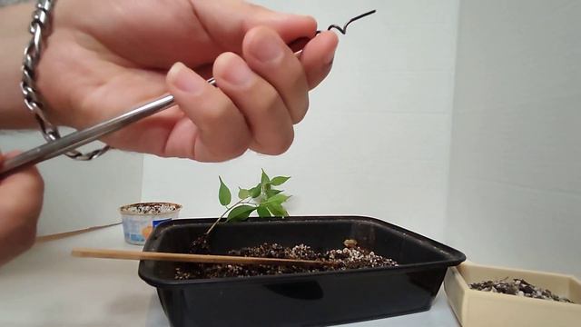 Primer alambrado y trasplante de Bonsái Ficus Benjamina! #bonsai смотреть онлайн