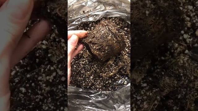 Переукоренять или частично заменить грунт. Вариант пересадки фиалки
