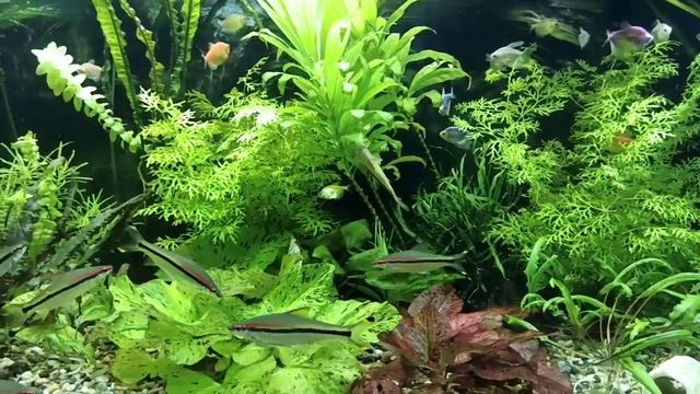 AQUAEL ULTRAMAX 2000 после года эксплуатации