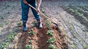 Плоскорез Фокина осыпает картошку.