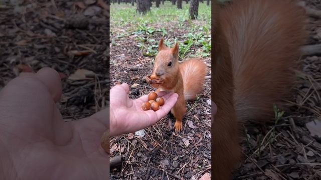 На что готовы белки ради ореха? смотреть онлайн