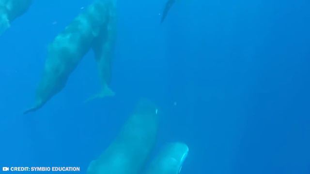 20 Biggest Underwater Creatures In The World смотреть онлайн