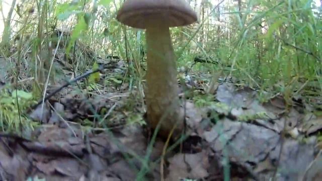 Поход в лес за грибами . смотреть онлайн