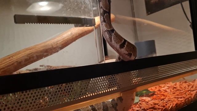 Suivi d'Élevage de ma Python Royale (Python Regius) Cléopatre смотреть онлайн