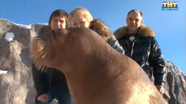 Тимченко в Ижевском зоопарке смотреть онлайн