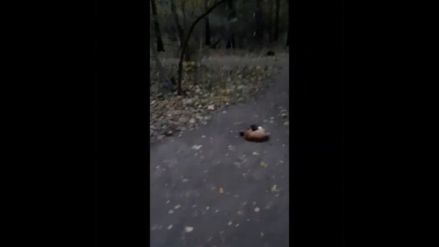 Настала осень, скоро ночь ? Коты уже поспать не прочь.Лежат и дремят, нет ☔ дождя. Им крыша ? ? ... смотреть онлайн