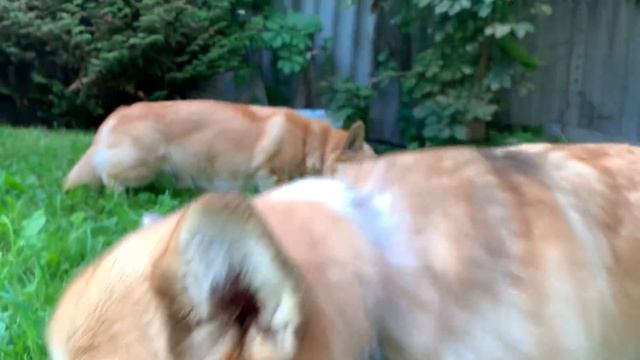 ВСЕ НАС КОНТРОЛИРУЮТ? кладем ламинат ⚒КРЕВЕТКИ? (РП) смотреть онлайн