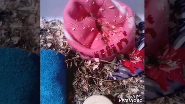Воняет ли хомячок смотреть онлайн