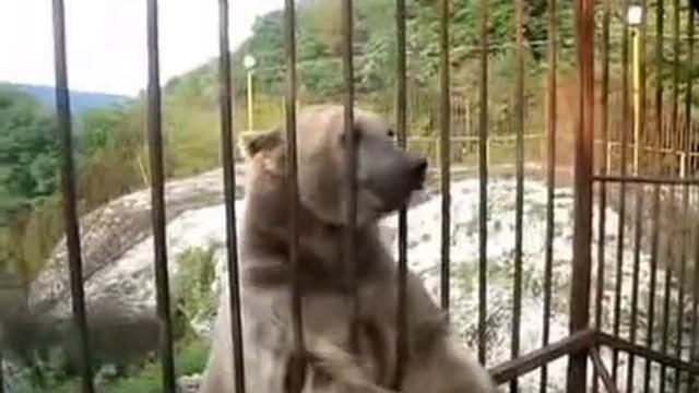 Самый умный медведь смотреть онлайн