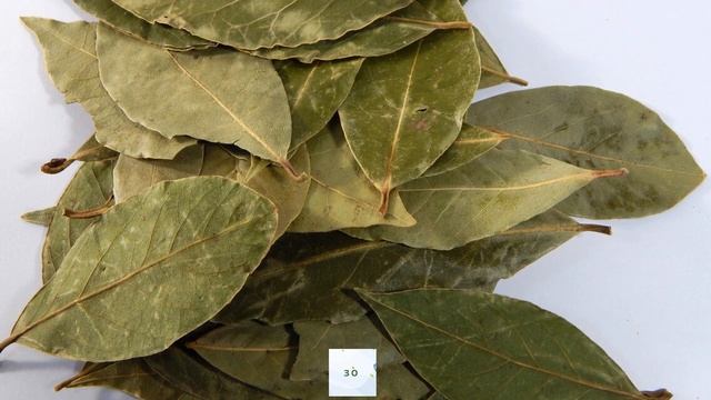 Уже неделю жую лавровый лист по 2-3 мин! Смотрите, что случилось с моим телом и организмом! смотреть онлайн